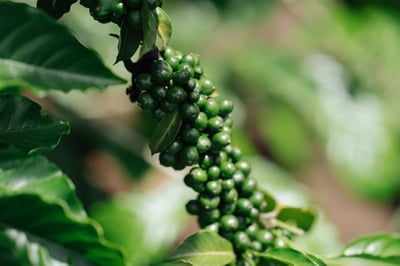 Minimising Foot Prints Program